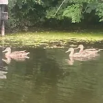 Icuka Vendèghàza * Kiskunlacháza