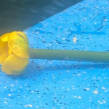 Icuka Vendèghàza * Kiskunlacháza