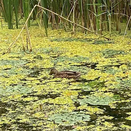 Icuka Vendeghaza 펜션 Kiskunlacháza