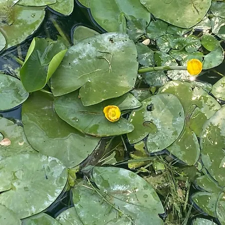 Icuka Vendeghaza 펜션 Kiskunlacháza