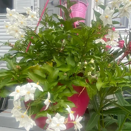 펜션 Icuka Vendeghaza